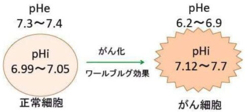 図：正常細胞では細胞内pH（pHi）は6.99～7.05とほぼ中性で、細胞外pH（pHe）は7.3～7.4とアルカリ性になっていて、pHeがpHiより高い。一方、がん細胞では細胞内pHは7.12～7.7とアルカリ性になって、細胞外pHは6.2～6.9と酸性になって、pHiがpHeより高い。